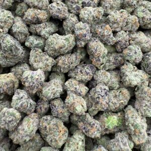 Versace Smalls – Licensed Indoor