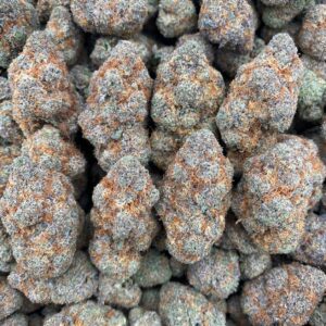 Purple Cream – Indoor
